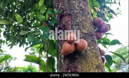 Gros plan comme le fruit de sapodilla brun dans l'arbre Banque D'Images