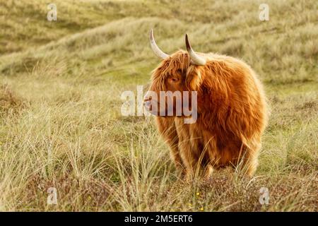 Un beau bétail écossais Highland dans la réserve de dunes de la Hollande du Nord. Schoorlse Duinen, pays-Bas. Banque D'Images