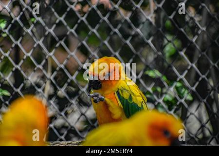 Le joli perroquet de soleil (Aratinga solstitialis) se reposant dans la cage avec des barres métalliques en arrière-plan Banque D'Images