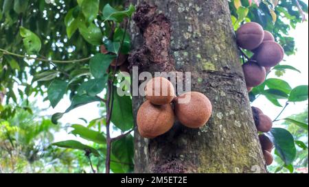 Gros plan comme le fruit de sapodilla brun dans l'arbre Banque D'Images