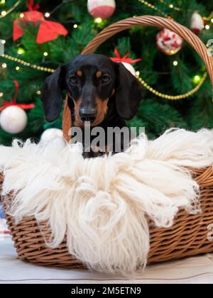 Portrait de petit chien dachshund noir et tan dans le panier sur l'arrière-plan arbre de noël Banque D'Images