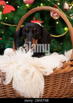 Portrait de petit chien dachshund noir et tan dans le panier sur l'arrière-plan arbre de noël Banque D'Images