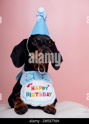 Chien noir et brun clair avec chapeau et bavoir célébrant l'anniversaire Banque D'Images