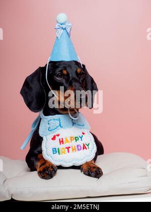 Chien noir et brun clair avec chapeau et bavoir célébrant l'anniversaire Banque D'Images