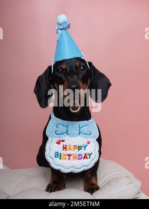 Chien noir et brun clair avec chapeau et bavoir célébrant l'anniversaire Banque D'Images