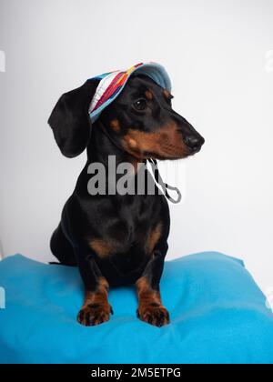 Chien de dachshund noir et brun clair assis avec un chapeau d'été pour le soleil Banque D'Images