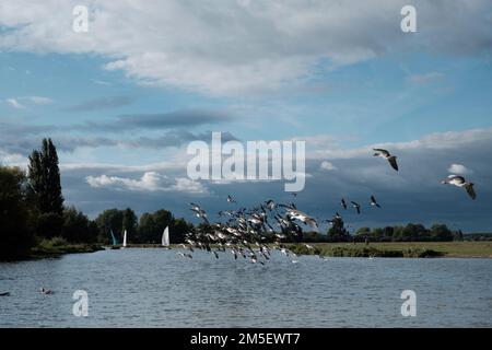 River Thames, Oxfordshire, Royaume-Uni Banque D'Images
