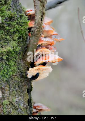 Une troupe à plusieurs niveaux de champignons de la tige de velours (Flammulina velutipes) poussant sur le côté d'un Alder Banque D'Images