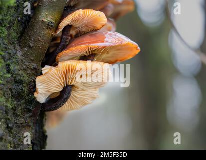 Une troupe à plusieurs niveaux de champignons de la tige de velours (Flammulina velutipes) poussant sur le côté d'un Alder Banque D'Images