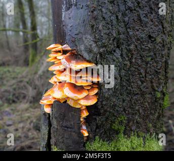 Une troupe à plusieurs niveaux de champignons de la tige de velours (Flammulina velutipes) poussant sur le côté d'un Alder Banque D'Images