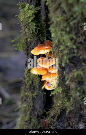 Une troupe à plusieurs niveaux de champignons de la tige de velours (Flammulina velutipes) poussant sur le côté d'un Alder Banque D'Images