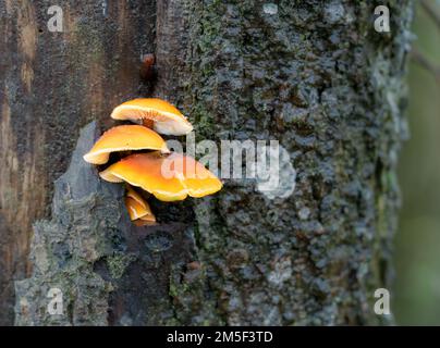 Une troupe à plusieurs niveaux de champignons de la tige de velours (Flammulina velutipes) poussant sur le côté d'un Alder Banque D'Images