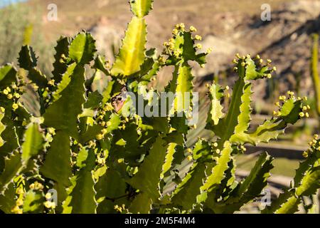 Euphorbia Lactea plante cactus colorée à Almeria, Espagne Banque D'Images