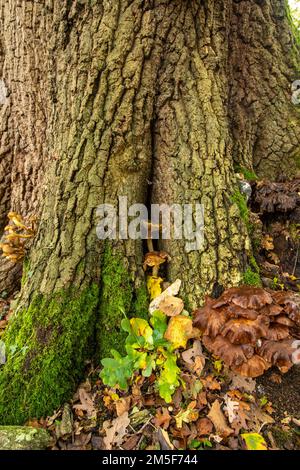 Natures chaos, forêt anglaise intime montrant des motifs et des textures dans l'environnement Banque D'Images