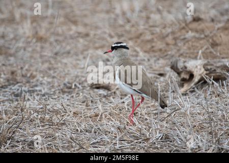 Pluvier couronné (Vanellus coronatus), également connu sous le nom de laponer couronné Banque D'Images