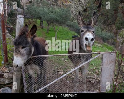 Deux ânes dans une oliveraie. Banque D'Images