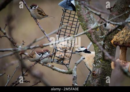 Les moineaux d'arbres eurasiens (Passer montanus) et le pic tacheté de geat (Dendrocopos major) manger à partir des boules de graisse d'oiseau Banque D'Images