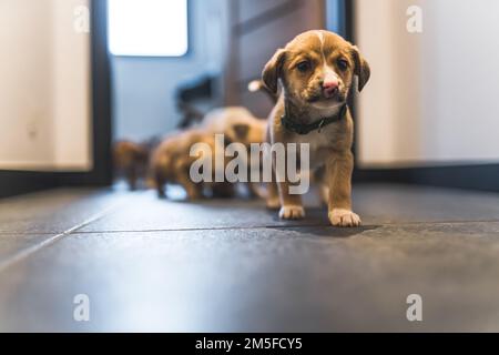 Secouru de petits chiots dans une maison d'accueil bénévole. Photo de haute qualité Banque D'Images