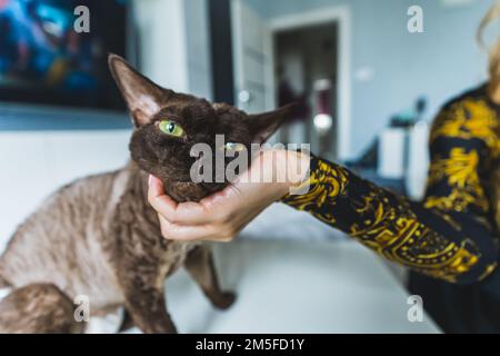 Un chat Devon rex avec des yeux jaunes rayés par une main femelle. Arrière-plan flou. Concept PET. Prise de vue moyenne. Photo de haute qualité Banque D'Images