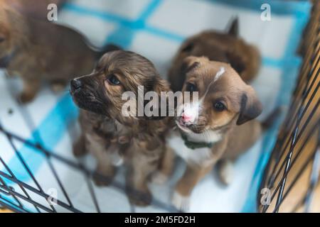 Secouru de petits chiots dans une maison d'accueil d'un volontaire. Photo de haute qualité Banque D'Images