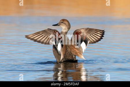 Un canard de Gadwall drake battant ses ailes, révélant ses plumes d'ailes colorées dans un lac calme et tranquille. Banque D'Images