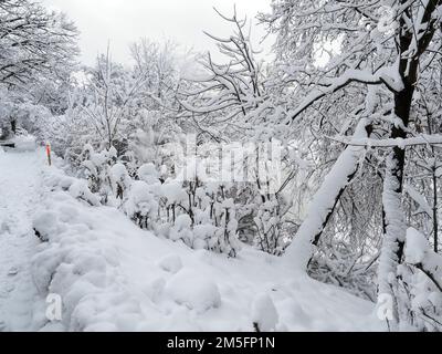 Scène de neige canadienne la semaine avant Noël. Arbres au bord de la route couverts par un déversement frais de neige. Ottawa, Canada. Banque D'Images