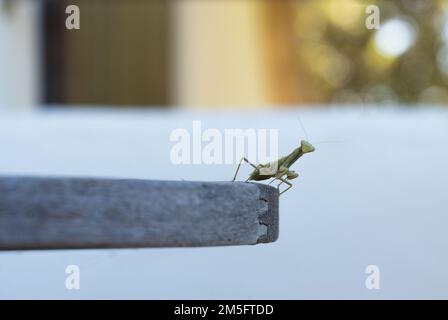 Une macro d'une mante européenne (Mantis religiosa) sur une pierre Banque D'Images