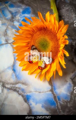 Papillon coloré sur tournesol reposant sur la vie de marbre Banque D'Images