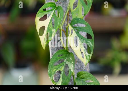 Monstera Acuminata Aurea Varigé dans le pot - fromage suisse aurea Varigé Banque D'Images