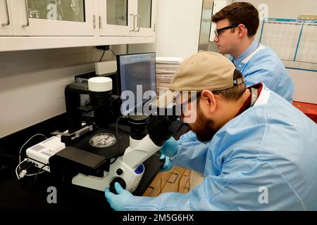 SILVER SPRING, Md (16 mars 2022) – Jason Pilligua et Christian McCauley, tous deux assistants de recherche du Centre de recherche médicale navale (NMRC), examinent les bactéries à l'aide d'un microscope à fluorescence inversée dans le laboratoire de la Division des infections des plaies de combat. La Division des infections des plaies de combat, qui fait partie du département des infections opérationnelles du CNMV, élabore et évalue de nouveaux traitements pour combattre les infections de la peau et des tissus mous liées aux blessures associées aux organismes multirésistants. Banque D'Images