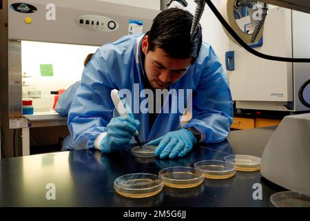 SILVER SPRING, Md (16 mars 2022) – Matthew Granger, un assistant de recherche du Centre de recherches médicales de la marine (NMRC), compte des bactéries Staphylococcus aureus résistantes à la méthicilline (SARM) dans le laboratoire de la Division des infections des plaies de combat. La Division des infections des plaies de combat, qui fait partie du département des infections opérationnelles du CNMV, élabore et évalue de nouveaux traitements pour combattre les infections de la peau et des tissus mous liées aux blessures associées aux organismes multirésistants. Banque D'Images