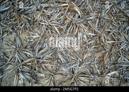 Différents poissons de mer vus se dessèchent à la zone côtière du Bengale (Mandarmani), Inde. Mandarmani est l'un des plus grands marchés d'exportation de la zone côtière où la transformation du poisson sec se produit tout au long de l'année, sauf le moment de la mousson, la transformation du poisson sec est directement liée au développement économique des zones côtières de l'Inde. Les données de recherche indiquent que l'Inde est le deuxième plus grand pays producteur de poisson avec une contribution de 5,43% dans la production mondiale de poisson et le Bengale occidental a été en mesure d'obtenir la deuxième position parmi tous les États de l'Inde. Banque D'Images