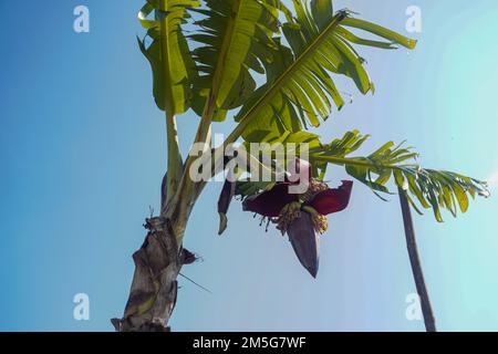 Bananes arbre fruit d'été avec un bouquet sur la fleur de banane dans un jardin tropical au Bangladesh. Banque D'Images