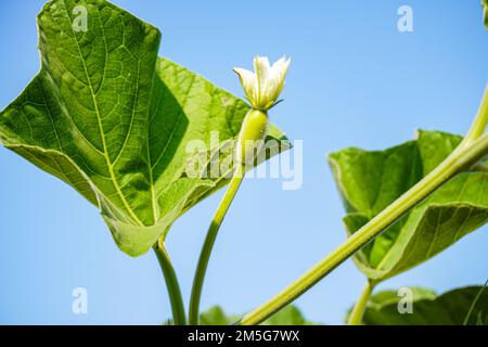 Lagenaria siceraria isolé sur fond de ciel vert , également connu comme gourde bouteille. Calabash Banque D'Images