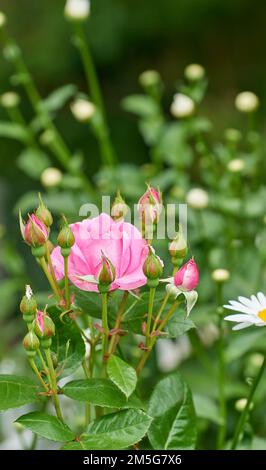 La rose dans le jardin. Une photo d'une belle rose rose dans le jardin. Banque D'Images