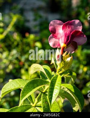 Une fleur d'hibiscus rouge isolée sur un fond rouge Banque D'Images