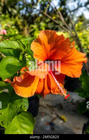 Rose de sharon et hibiscus tropical. Belles jeunes fleurs d'hibiscus jaune, arrière-plan flou des feuilles Banque D'Images