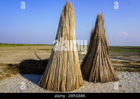 Une abondance de tiges de jute posées pour sécher le soleil. Culture du jute au Bangladesh Banque D'Images