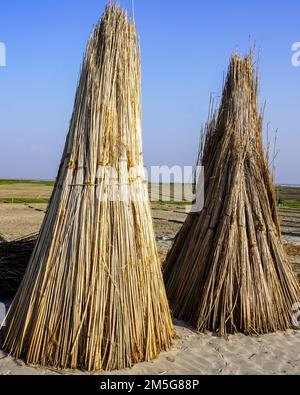 Une abondance de tiges de jute posées pour sécher le soleil. Culture du jute au Bangladesh, image de la tige du jute sec. Banque D'Images