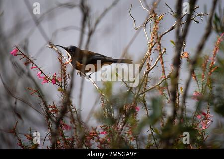 Un mâle est Spinebill perche sur une succursale dans l'ouest de la Tasmanie Banque D'Images