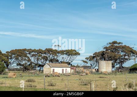 Arniston, Afrique du Sud - 22 septembre 2022 : une ferme, avec des bâtiments, des moutons et des silos sur la route entre Arniston et Struisbaai dans le Cap-P occidental Banque D'Images