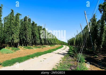 Houblon récolté, jardin de houblon, champ de houblon, vignes de houblon, pins de houblon, Pôles, champ, chemin, Nandlstadt, Holledau, Hallertau, haute-Bavière, Bavière, Allemagne Banque D'Images