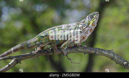 Gros plan de Ð'hameleon se trouve sur une branche d'arbre, léche ses lèvres et regarde autour pendant la mue. Panther caméléon (Furcifer pardalis) Banque D'Images
