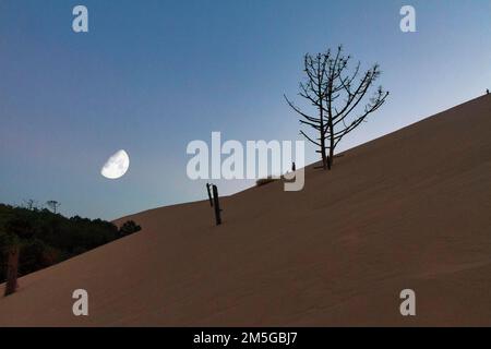 PIN mort sec (Pinus), souches d'arbres sur une dune de sable mobile, enfants jouant à l'horizon, lune, croissant de lune, vue de dessous, contre-jour, Dune Banque D'Images