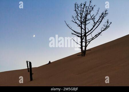 PIN mort sec (Pinus), souches d'arbres sur dune de sable mobile, personne seule, enfant allongé dans le sable, vue d'en dessous, ciel du soir, contre-jour, symbolique Banque D'Images