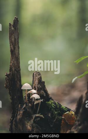 Un gros plan vertical de mycena (Roridomyces roridus) glissant sur une souche d'arbre dans une forêt Banque D'Images
