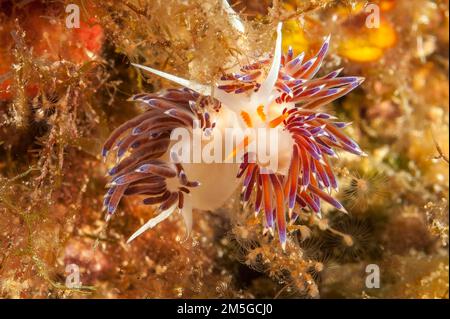 Vue frontale de l'escargot de fil errant (Cratena peregrina) Nudibranche regardant directement le spectateur, mer Méditerranée, détroit de Bonifacio, Sardaigne Banque D'Images