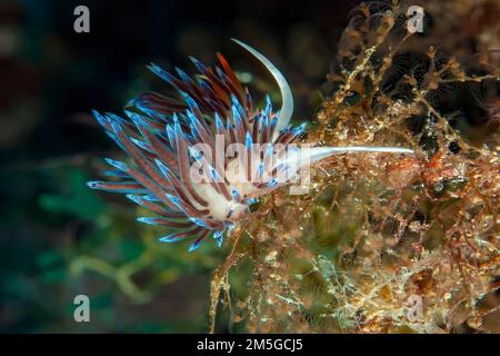 Escargot de fil errant (Cratena peregrina) Nudibranch mange des hydrozoans, mer Méditerranée, île de Giglio, Toscane, Italie Banque D'Images