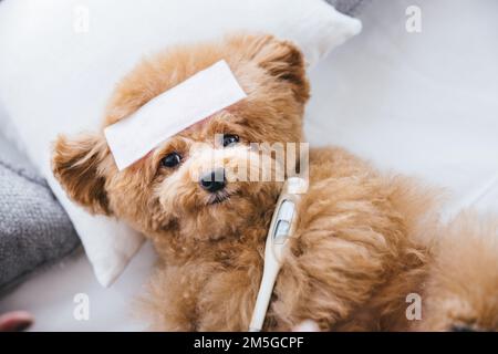 Un gros plan d'une adorable petite coolette en peluche sur le lit Banque D'Images