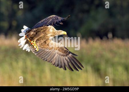 L'aigle à queue blanche volant (Haliaeetus albicilla) capture un rudd (Scardinius erythrophtalmus), district du lac de Mecklembourg, Mecklembourg-Ouest Banque D'Images